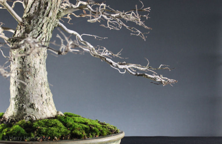 elm bonsai